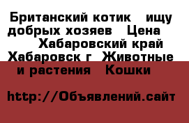 Британский котик , ищу добрых хозяев › Цена ­ 500 - Хабаровский край, Хабаровск г. Животные и растения » Кошки   